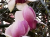 p1000222s