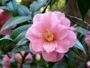 p1000226s